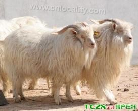 Shaya Taklimakan cashmere goat