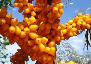 Aksu seabuckthorn