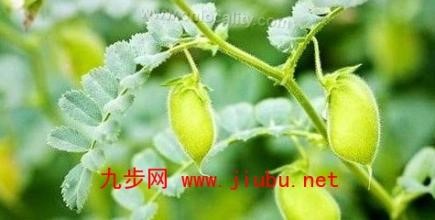 Wushi chickpea