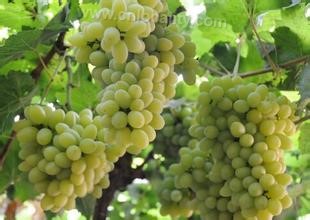 Xinhe grapes