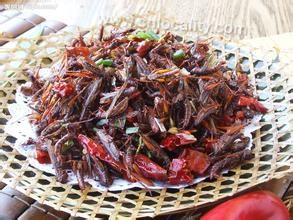 Fried grasshopper