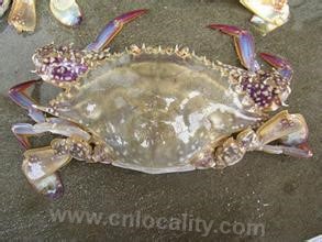 Tianjin purple crab