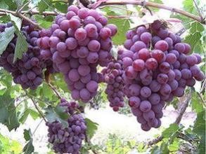 Shuanggao grape