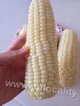 Sweet waxy corn