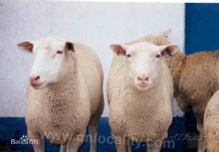 Whitehead Suffolk sheep