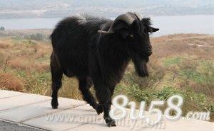 Xiuwu black goat