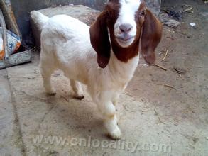 Boer goat