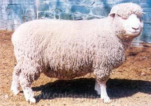 Hornless Dorset sheep