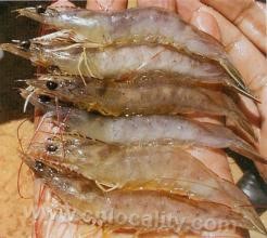 Yangjiabo shrimp