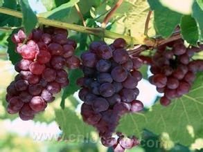 Chadian grape