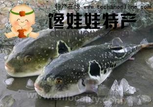 Dongfanghong finless dolphin fish