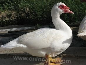 Yangxin muscovy duck