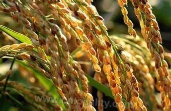 Pearl S. Buck's Station Rice