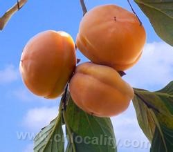 Panshan Gai persimmon