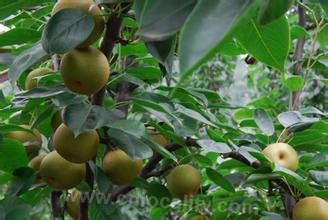 Dawei mountain pear