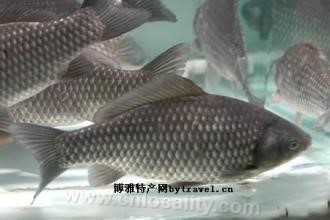 Dahuangbao crucian carp