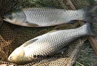 Dahuangbao grass carp