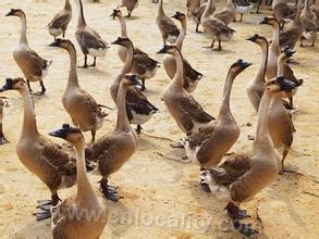 Yangjiang huangzong goose