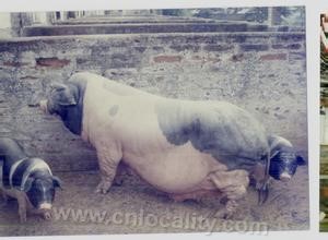 Xinxing white pig