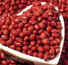 Wuqing adzuki bean