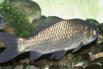 Chaobaihe crucian carp