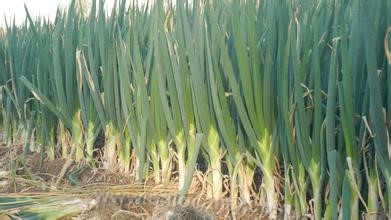 &quot;Five-leaf Qi&quot; Welsh onion