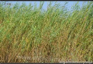 Reed in Qilihai