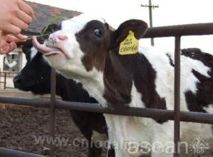 Ninghe county cows