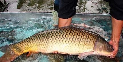 Zhouhe carp