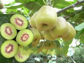 Kiwifruit in Jixian county