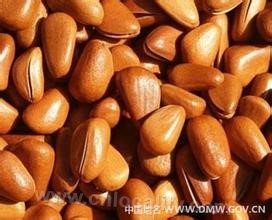 Pine nuts in Jixian county