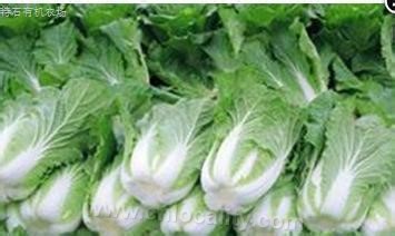 Chinese cabbage with green hemp leaves