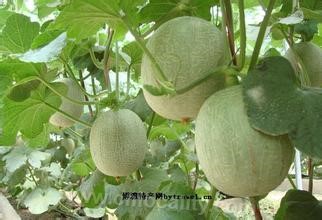 Futang greenhouse cantaloupe