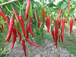 Longyao chillies