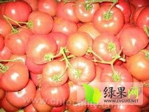 Giant deer tomato