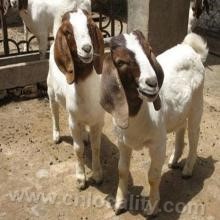 Liangping goat