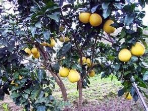 Huchengjian pomelo