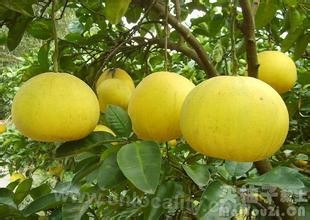 Liangshan pomelo