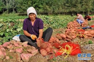 Zaoqiang sweet potato