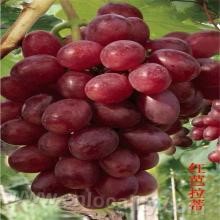 Raoyang grape