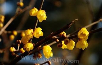 Chimonanthus Nanshan