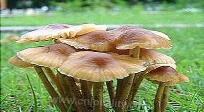 Pleurotus ostreatus in Beizhanghuai