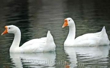 Rongchang white goose