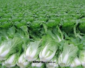 Fengdu jiaozishan radish