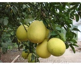 Fengdu Sanyuan Red Heart Pomelo