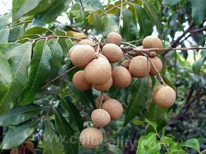 Fengdu longan