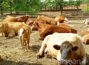 Fengdu beef cattle