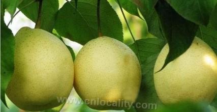 Suning Yali pear