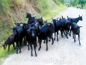 Dazu black goat