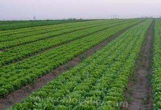 Wan Li Zhen vegetables